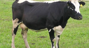 Plemeno krav tagil: základní charakteristika